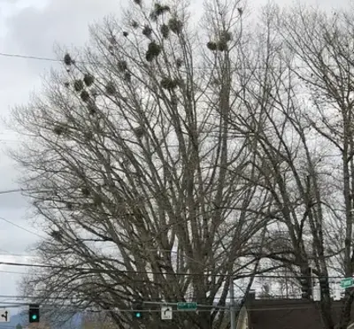 Oak tree with mistletoe clusters