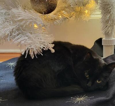 black cat under Christmas tree