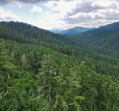 Forest