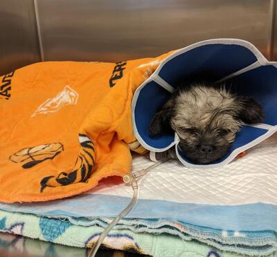 Tiny scruffy puppy in a blue cone covered in an orange OSU blanket post-surgery.