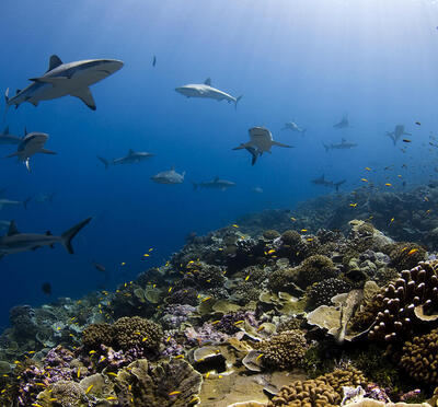 underwater shot of ocean