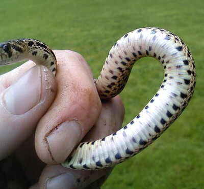 Baby gopher snake being held