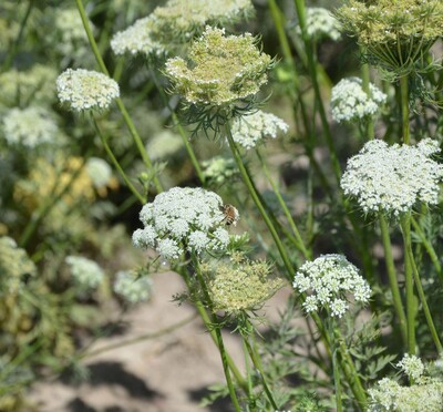 carrot blossoms