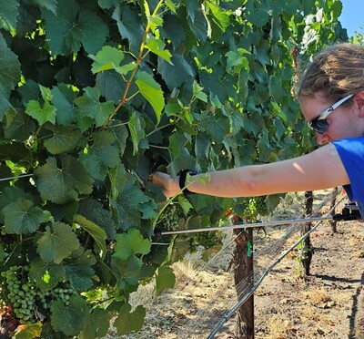 Person applying spray to grapevines