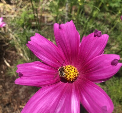 A bee pollinating a bright pink cosmos flower.