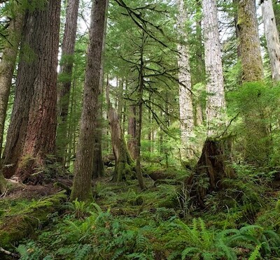 Trees
