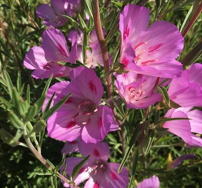 pink flower