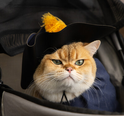 A very expressive orange-and-white cat wears a hat befitting Shakespeare and looks darn good in it.