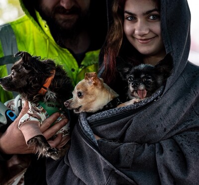 Person holding elderly chihuahuas