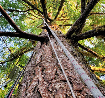 Looking up at the trunk and canopy of a massive old-growth Douglas fir called the Discovery Tree.