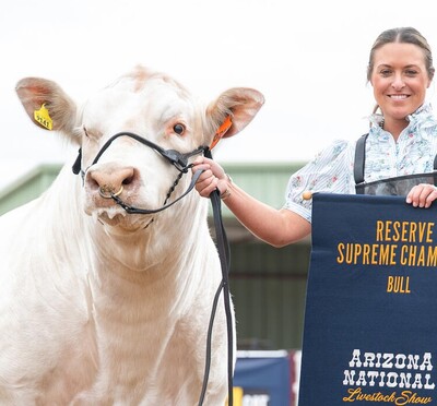 White bull with human handler