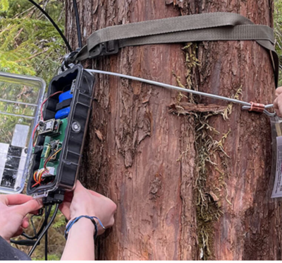 Two pairs of hands working to attach an environmental sensing device to a tree trunk.
