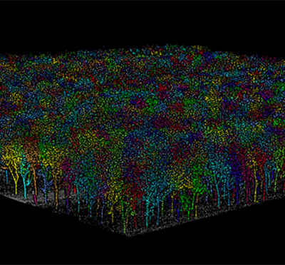 Color graphic of carbon mapping