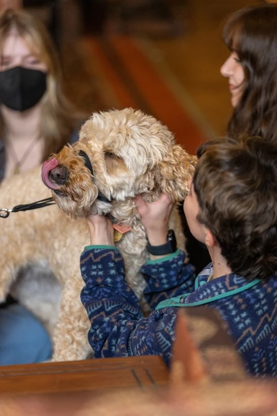 A golden-doodle being petted by three people.