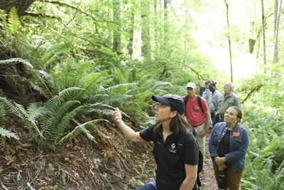 Extension guide in forest