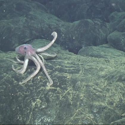 Image of octopus on rocky ocean bottom in murky water. 