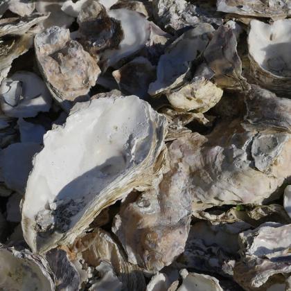Image of oyster shells 