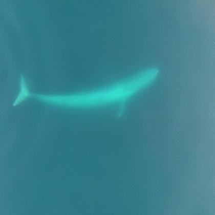 New Zealand blue whale 