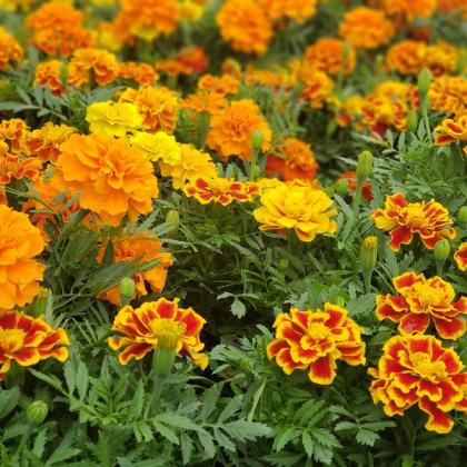 Annuals like marigold will die in winter and should be pulled out to keep diseases at bay. Photo by Mary Stewart.