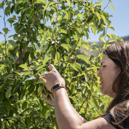 Ashley Thompson inspecting pear tree.