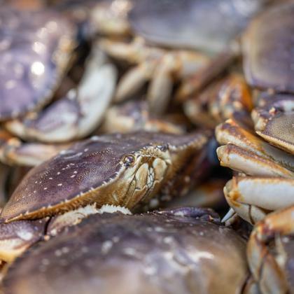 Close up image of Dungeness crabs