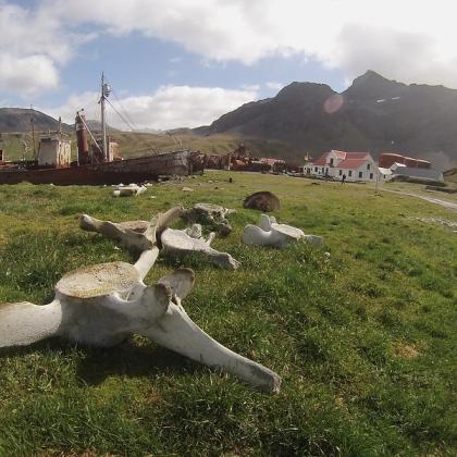 Image of whale bones scattered across the ground. 