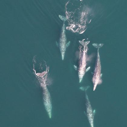 Aerial image of a pod of gray whales. 