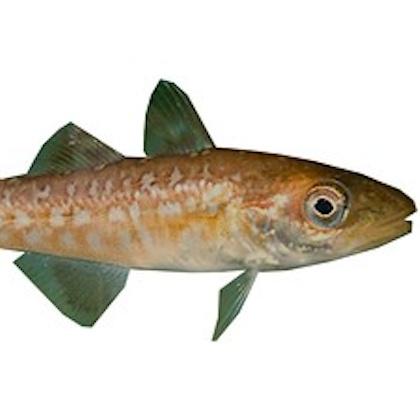Image shows a juvenile Pacific cod fish against a white background
