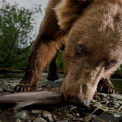 Brown bear eats a salmon in Alaska