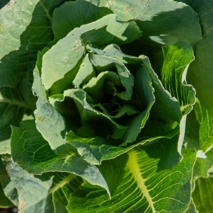 A closeup of a leafy green cabbage in agarden.