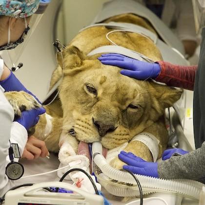 Chobe the lioness gets prepped for surgery