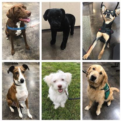 A collage of 6 photos of dogs who participated in the study, all of them very cute and very good boys and girls. 