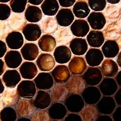 Image shows a closeup of the comb in a honey bee hive, but most of the cells are dark brown in color, indicating the larvae inside have been infected with European foulbrood disease and are dying.
