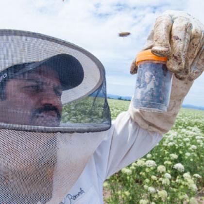 Ramesh Sagili, Oregon State University associate professor of apiculture and Extension specialist, examines honeybees in Madras, Oregon.