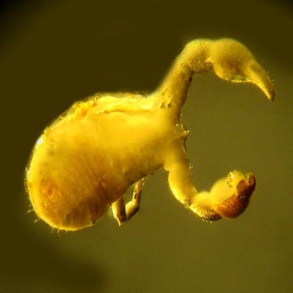 In a parasitic first, a Baltic amber specimen has revealed that millions of years ago tiny worms known as nematodes were living inside of and feeding on the outer protective layer of pseudoscorpions. Photo by George Poinar Jr.