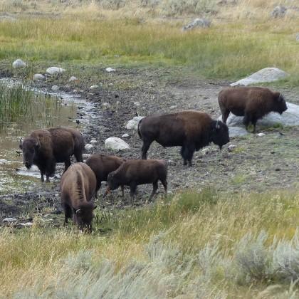 Yellowstone bison 