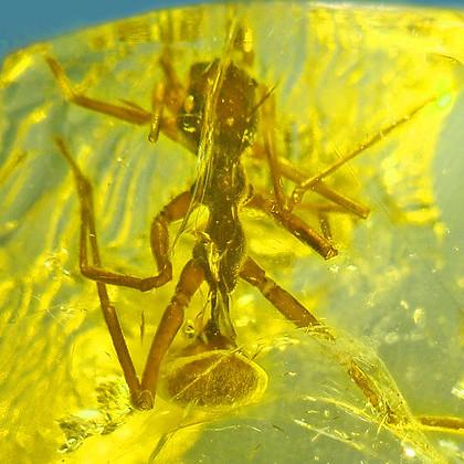 Ant-mimicking spider in fossilized resin