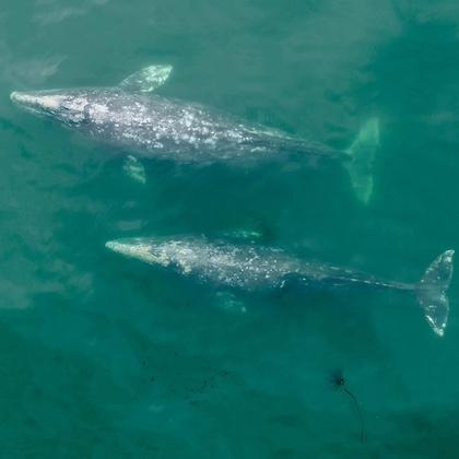 Image is a drone photo of 2 gray whales from above, showing the massive dark blue whales swimming through turquoise-blue water.