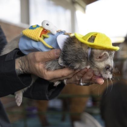 Image shows hands holding a ferret, who is dressed up very nicely with a yellow felt hat and a little blue dress with a white collar. The ferret also has a tiny yellow knit purse with a stuffed bunny on it. She is slaying.
