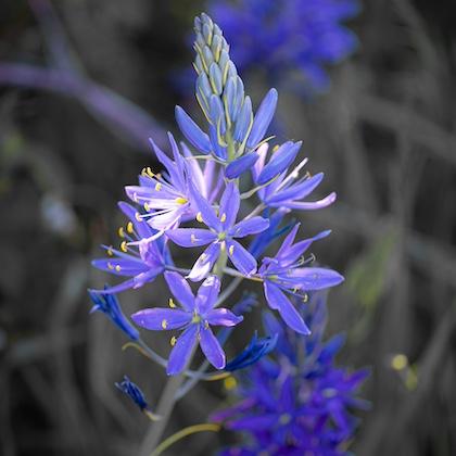 Image shows a stalk of camas with a cluster of blue-violet star-shaped flowers. Photo by Jon Boeckenstedt.