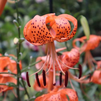 A bed of freckled orange tiger lily flowers hanging face down with petals curved up. 