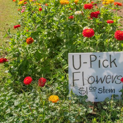 U-Pick flowers at a Willamette Valley farm. In agritourism, producers combine farming with aspects of tourism. 