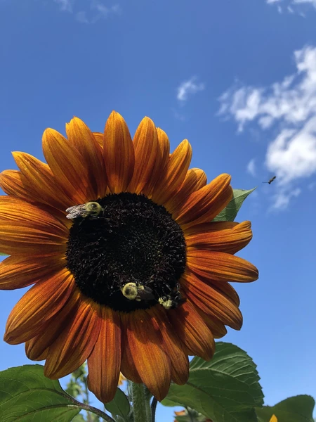 3 bumblebees on an orange sunflower