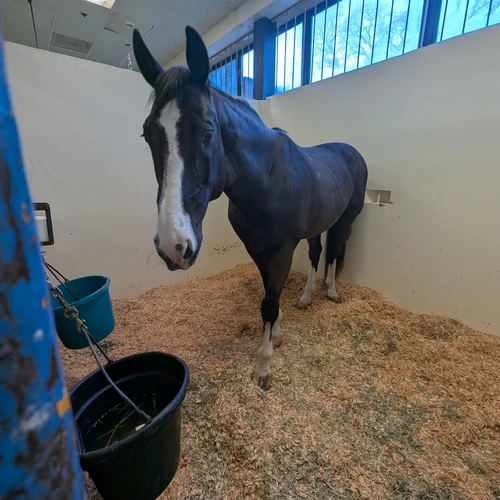 A handsome dark-brown horse with his ears pricked up in a straw-lined stall at OSU.