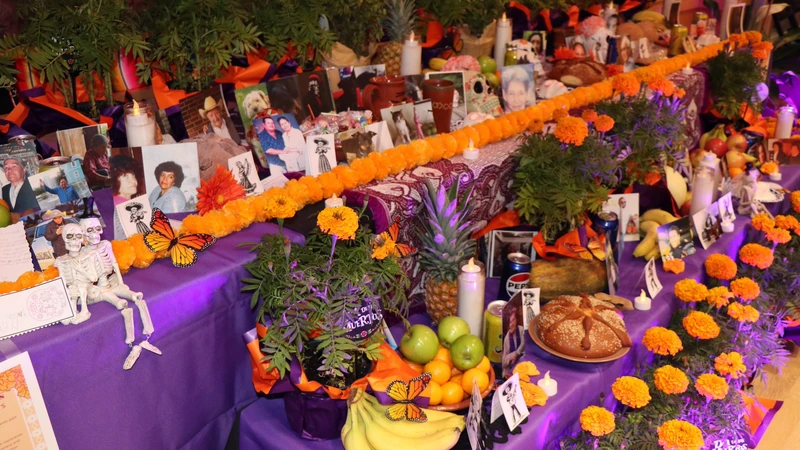 A decorated Dia de los muertos ofrenda, with purple cloth, bright marigold garlands and photographs of the dead.