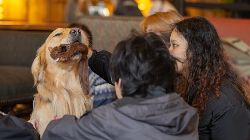 A very good golden retriever with a stuffed toy in its mouth being petted by a few students.