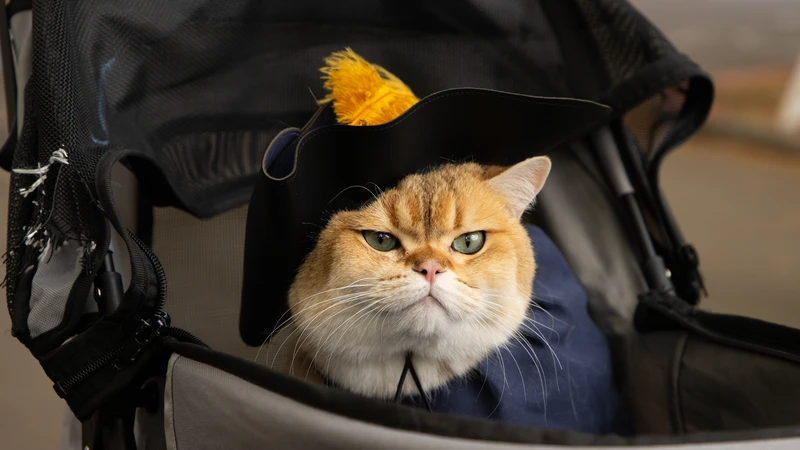A very expressive orange-and-white cat wears a hat befitting Shakespeare and looks darn good in it.