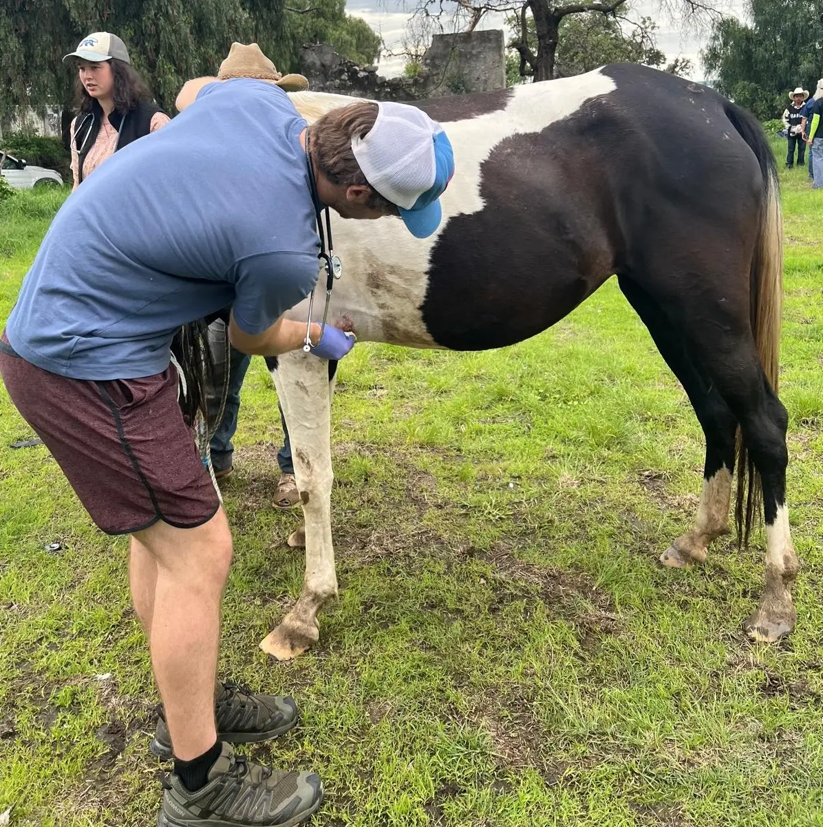 A student leans over a dark brown-and-white horse to care for a wound.