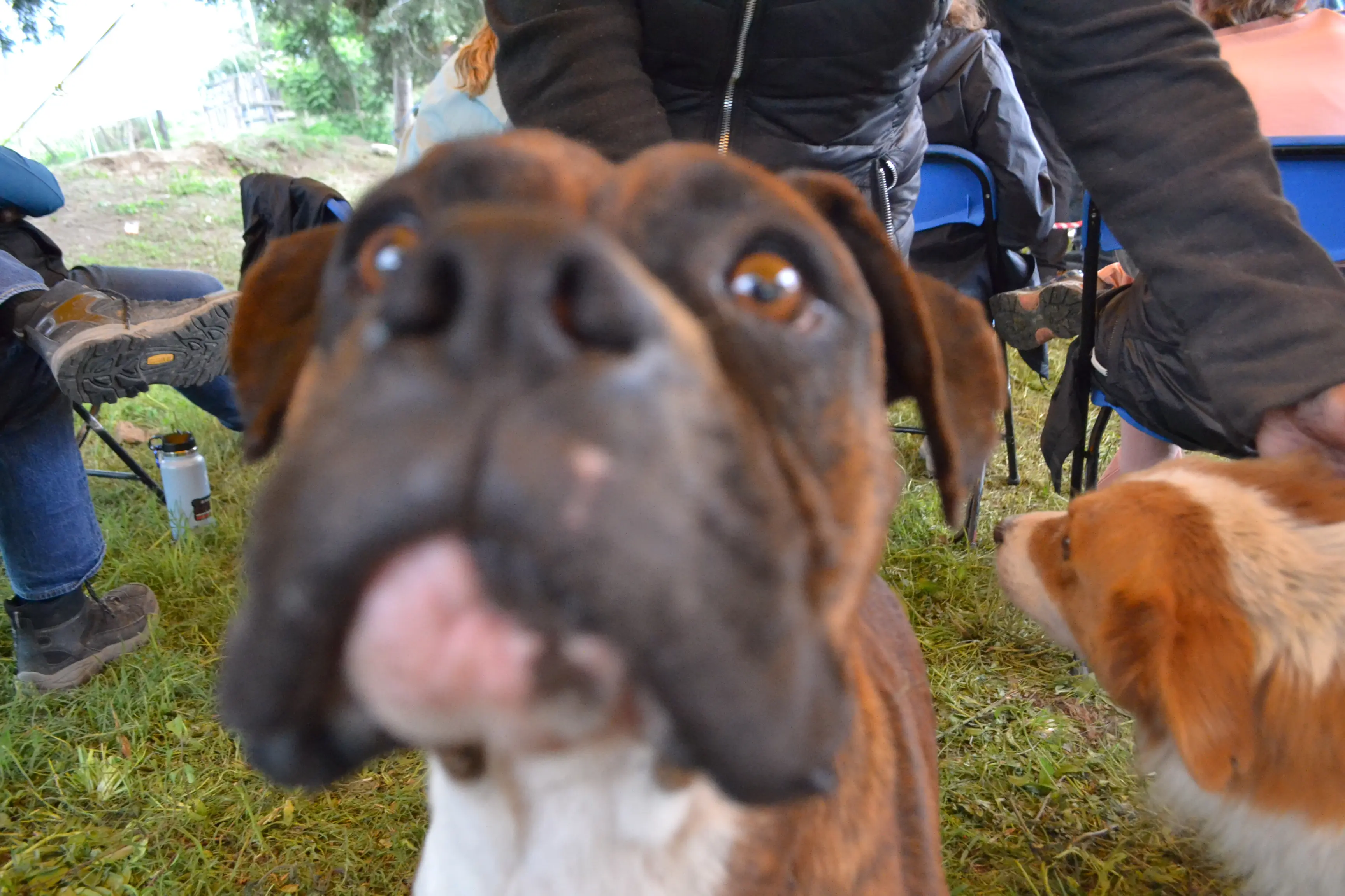 An excited boxer dog photo-bombs the photographer, putting his cute face right in the lens.