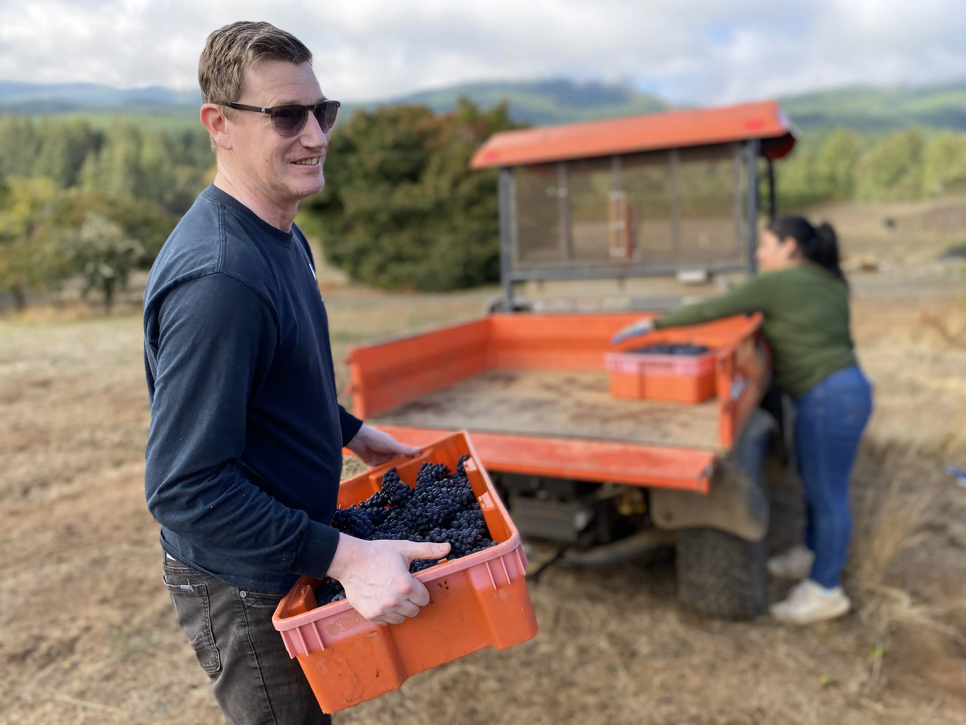Wine researcher harvesting grapes in vineyard